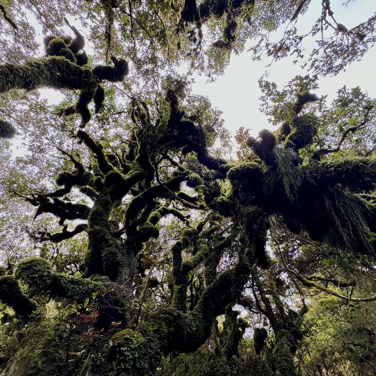 Ngatoro Loop Track